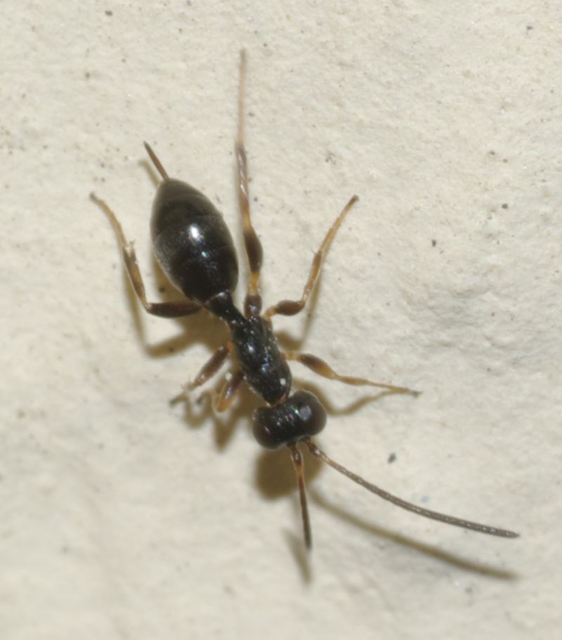 Gelis (Ichneumonidae)